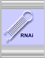 RNAi hairpin