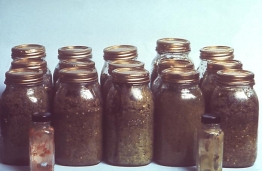 In 1977, jars of contaminated Jalapeo peppers caused a botulism outbreak in Michigan (Source: CDC)